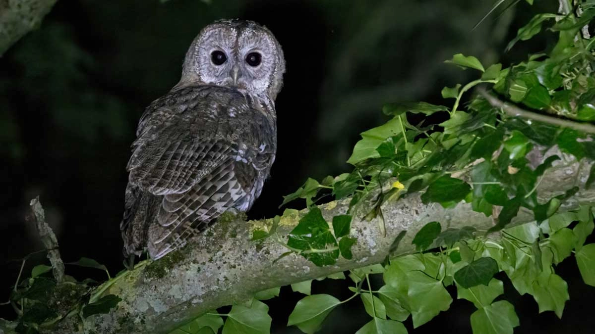 Bosuilenexcursie in de Ter Apelerbossen